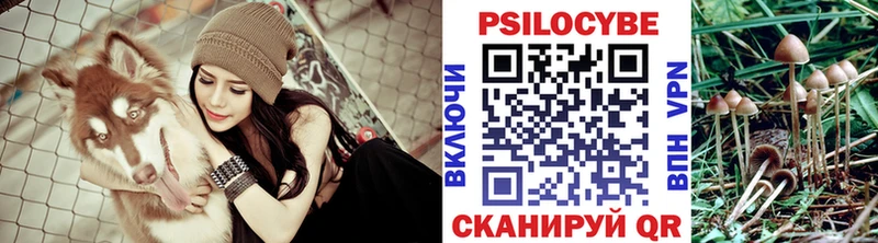 Галлюциногенные грибы Psilocybe  блэк спрут ссылка  Морозовск 